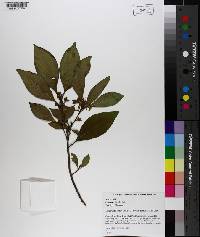 Osmanthus americanus image