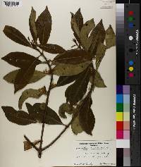 Osmanthus americanus image