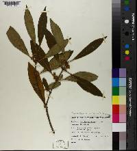 Osmanthus americanus image