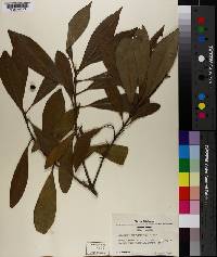 Osmanthus americanus image