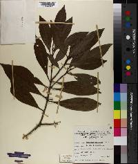 Osmanthus americanus image