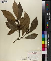 Osmanthus americanus image