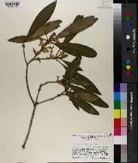 Osmanthus americanus image