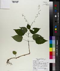 Circaea canadensis image