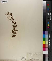 Epilobium glaberrimum var. latifolium image