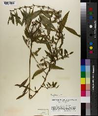 Ludwigia glandulosa image