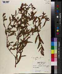 Ludwigia glandulosa image