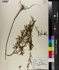 Ludwigia linearis image