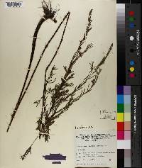 Ludwigia linearis image