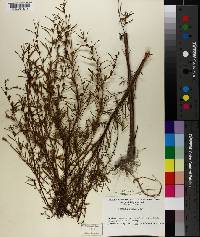 Ludwigia linearis image