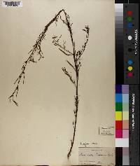 Ludwigia linearis image