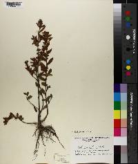 Ludwigia pilosa image