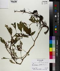 Ludwigia peploides image