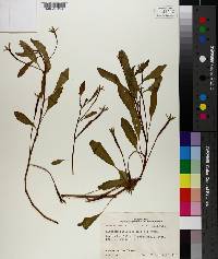 Ludwigia peploides image