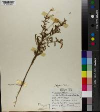 Oenothera heterophylla subsp. orientalis image