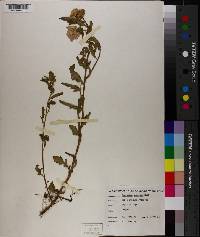 Oenothera speciosa image