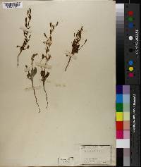 Eremothera boothii image