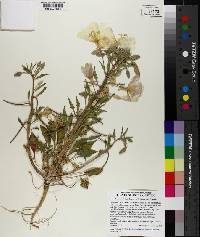 Oenothera deltoides image