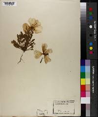 Oenothera pinnatifida image