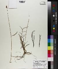Oncidium variegatum image