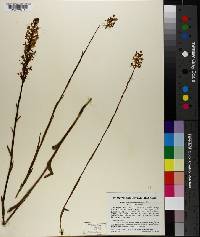 Habenaria humilior image