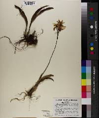 Cattleya crispata image