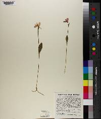 Pogonia ophioglossoides image