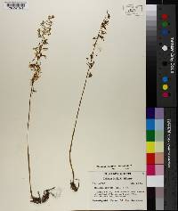 Tipularia unifolia image
