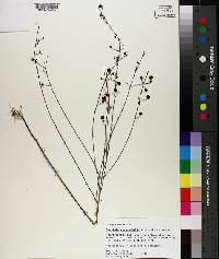 Agalinis pseudaphylla image