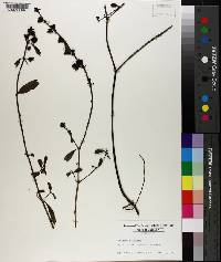 Aureolaria dispersa image