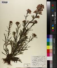 Castilleja coccinea image