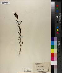 Castilleja parviflora image
