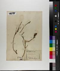 Orthocarpus erianthus image
