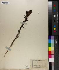 Orthocarpus tenuifolius image