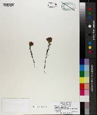 Orthocarpus tenuifolius image