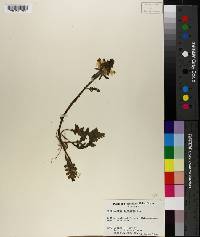 Pedicularis canadensis image