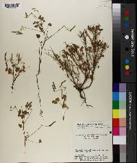 Oxalis dillenii image