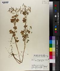 Oxalis dillenii image