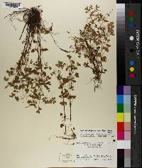 Oxalis dillenii image