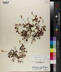 Oxalis priceae subsp. texana image