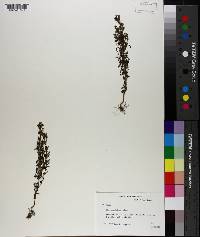 Chaenorhinum minus image