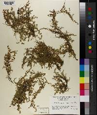 Micranthemum umbrosum image