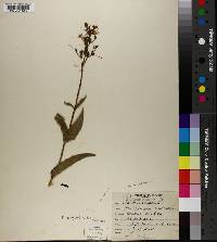 Penstemon canescens image