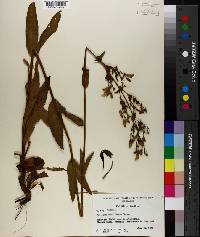 Penstemon multiflorus image