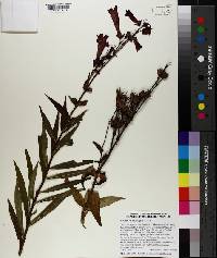 Penstemon hartwegii image