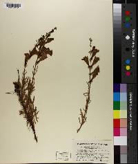 Penstemon heterophyllus var. australis image