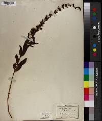 Penstemon jaffrayanus image