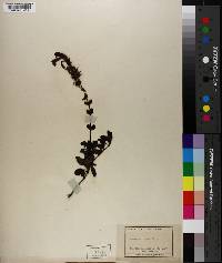 Penstemon menziesii image