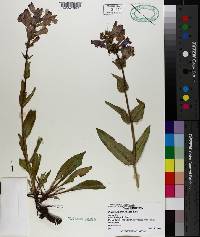 Penstemon pennellianus image