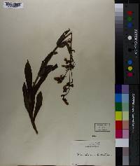 Penstemon hirsutus image